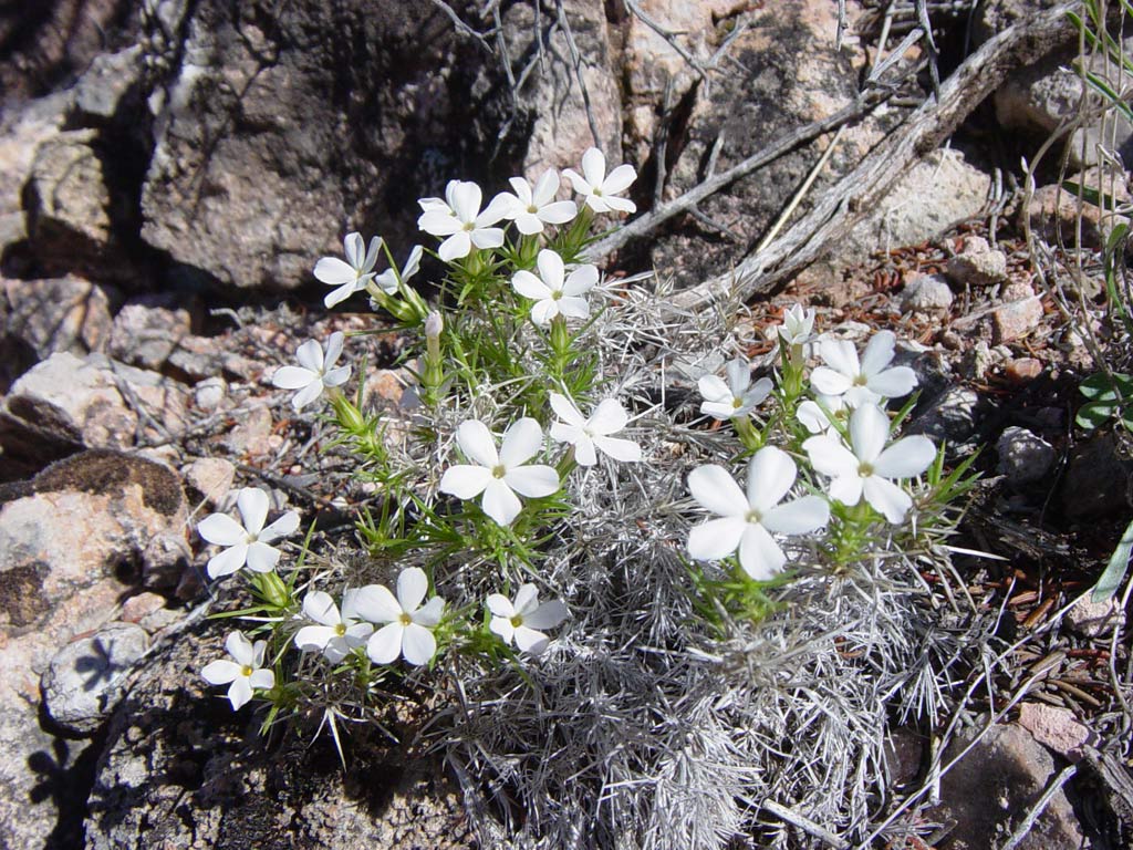 Desert Mountain Phlox (Phlox austromontana) - PlantNative.org White-flowered form of desert mountain phlox growing among rocks, showing color variation within the species
