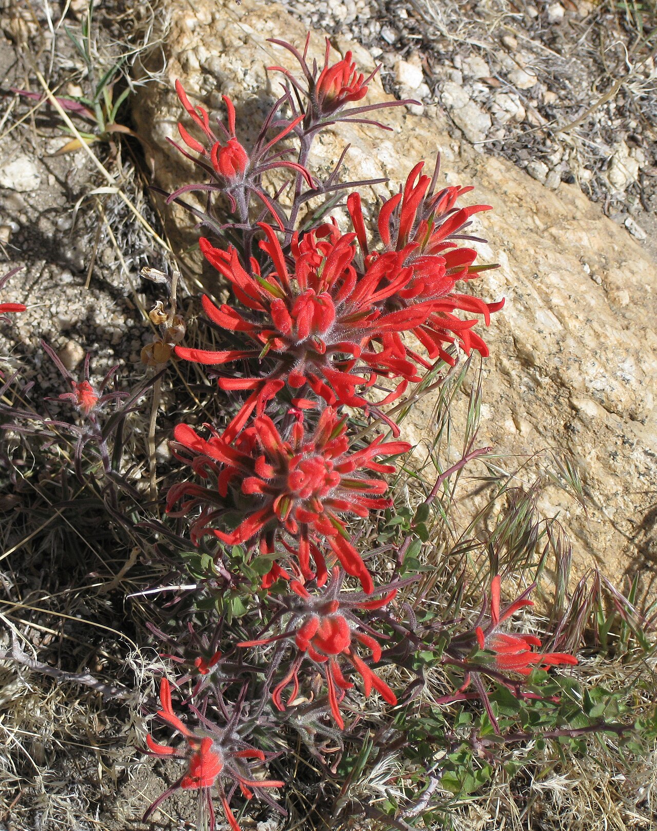Desert Paintbrush (Castilleja angustifolia) - PlantNative.org Close-up of Desert Paintbrush (Castilleja angustifolia) showing the deeply lobed, brush-like scarlet bracts that surround the inconspicuous true flowers