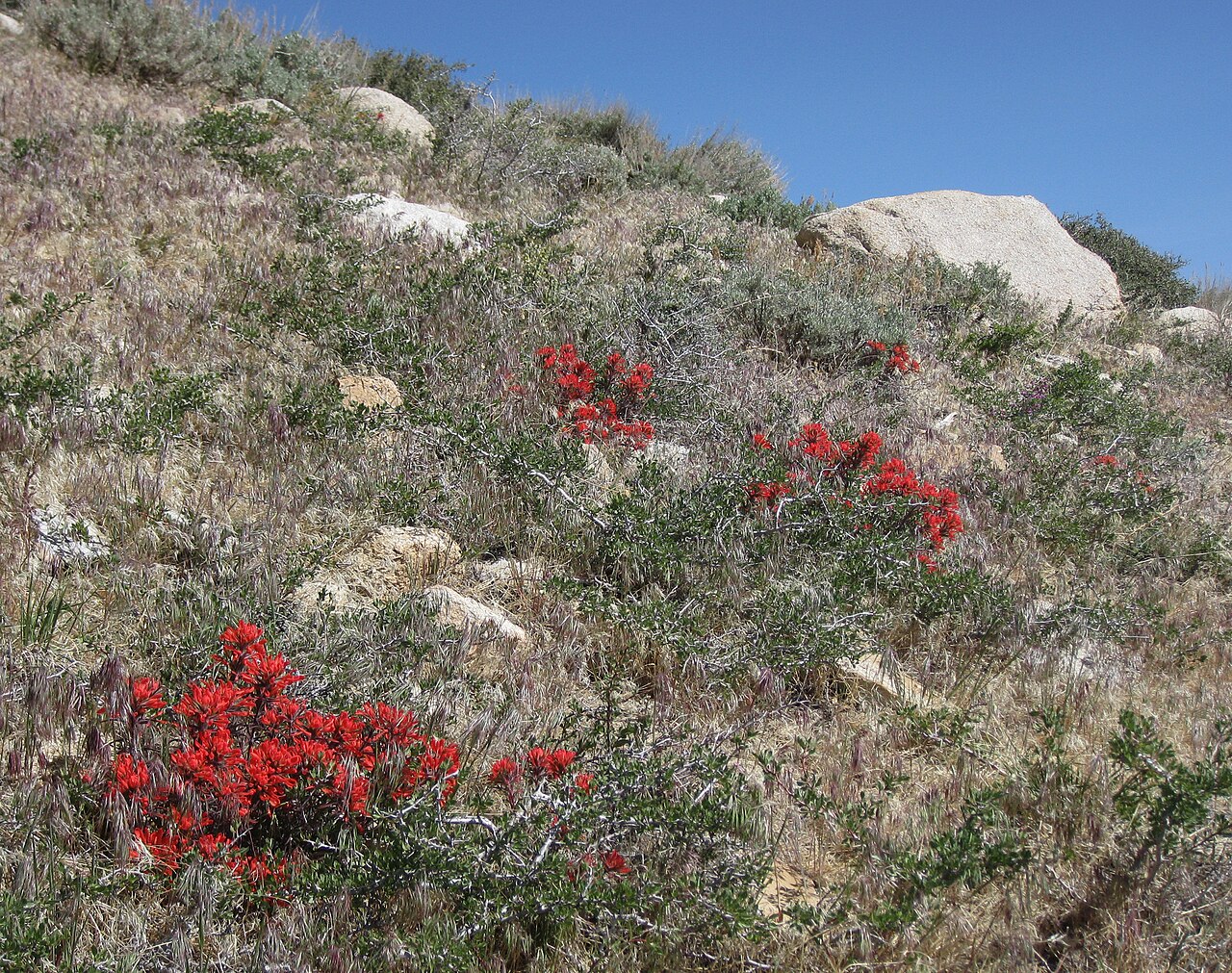 Desert Paintbrush (Castilleja angustifolia) - PlantNative.org Desert Paintbrush (Castilleja angustifolia) growing scattered among sagebrush and bunchgrass on a dry rocky hillside
