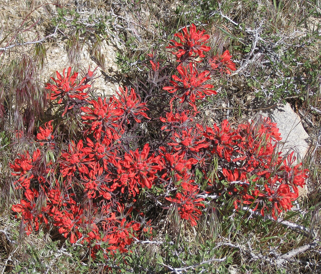 Desert Paintbrush (Castilleja angustifolia) - PlantNative.org A low clump of Desert Paintbrush (Castilleja angustifolia) covered in brilliant scarlet bracts growing among rock and dry grasses