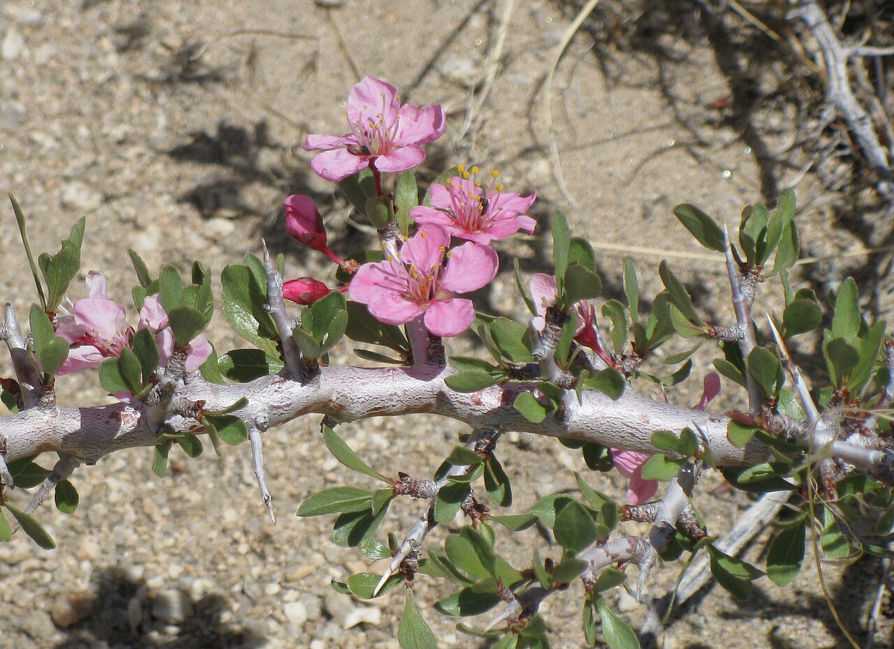 Desert Peach (Prunus andersonii) - PlantNative.org Close-up of desert peach (Prunus andersonii) pink flowers and thorny branch with small gray-green leaves