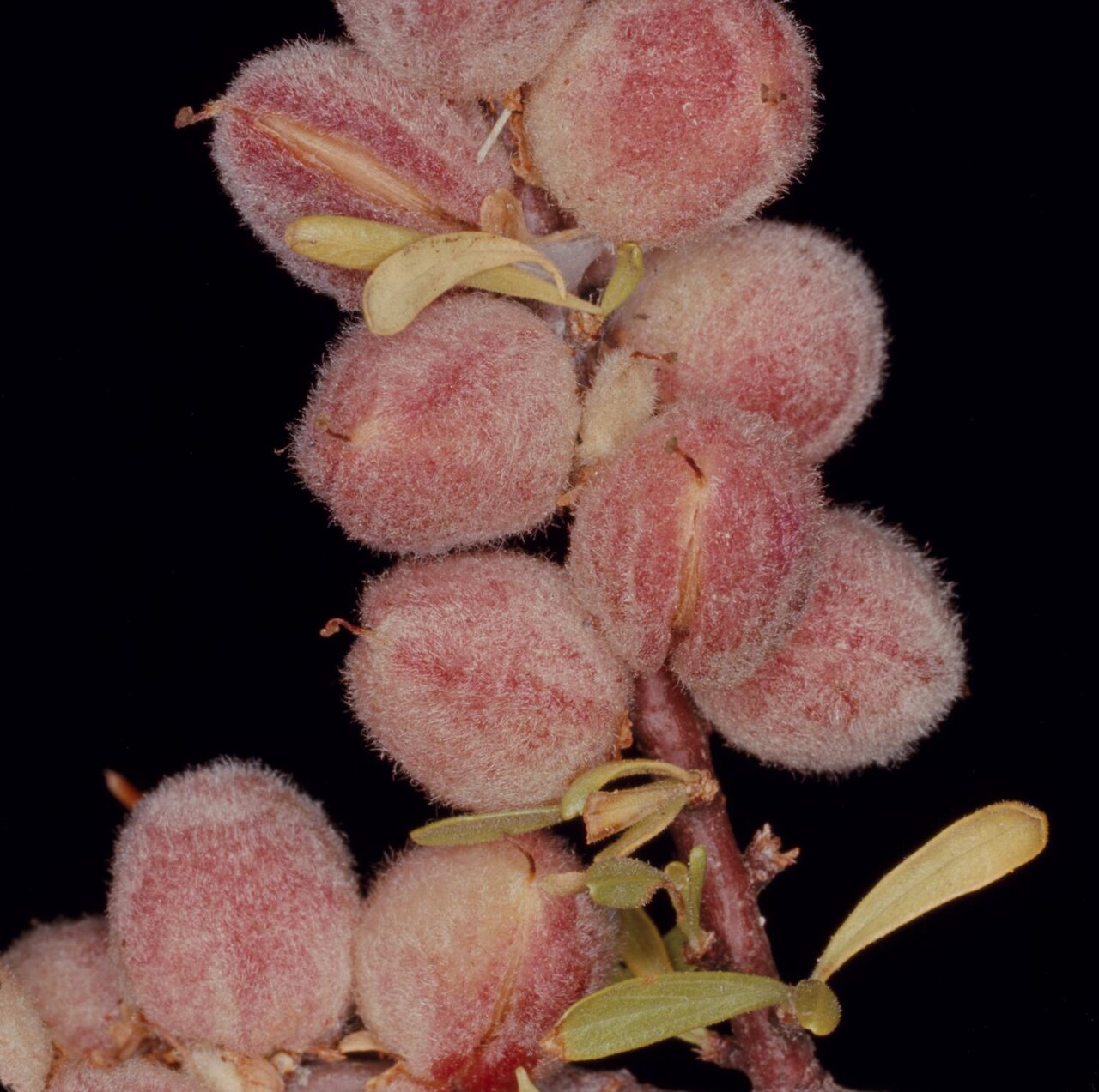 Desert Peach (Prunus andersonii) - PlantNative.org Close-up of fuzzy pinkish-red desert peach (Prunus andersonii) fruit cluster