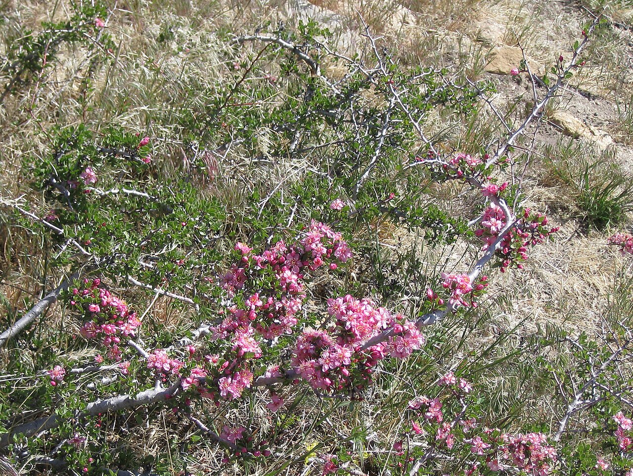 Desert Peach (Prunus andersonii) - PlantNative.org Desert peach (Prunus andersonii) shrub covered in pink spring flowers on a dry sagebrush slope