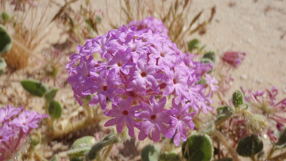 Desert Sand Verbena (Abronia villosa) - PlantNative.org Desert sand verbena (Abronia villosa) blooming in bright pink clusters across open desert sand