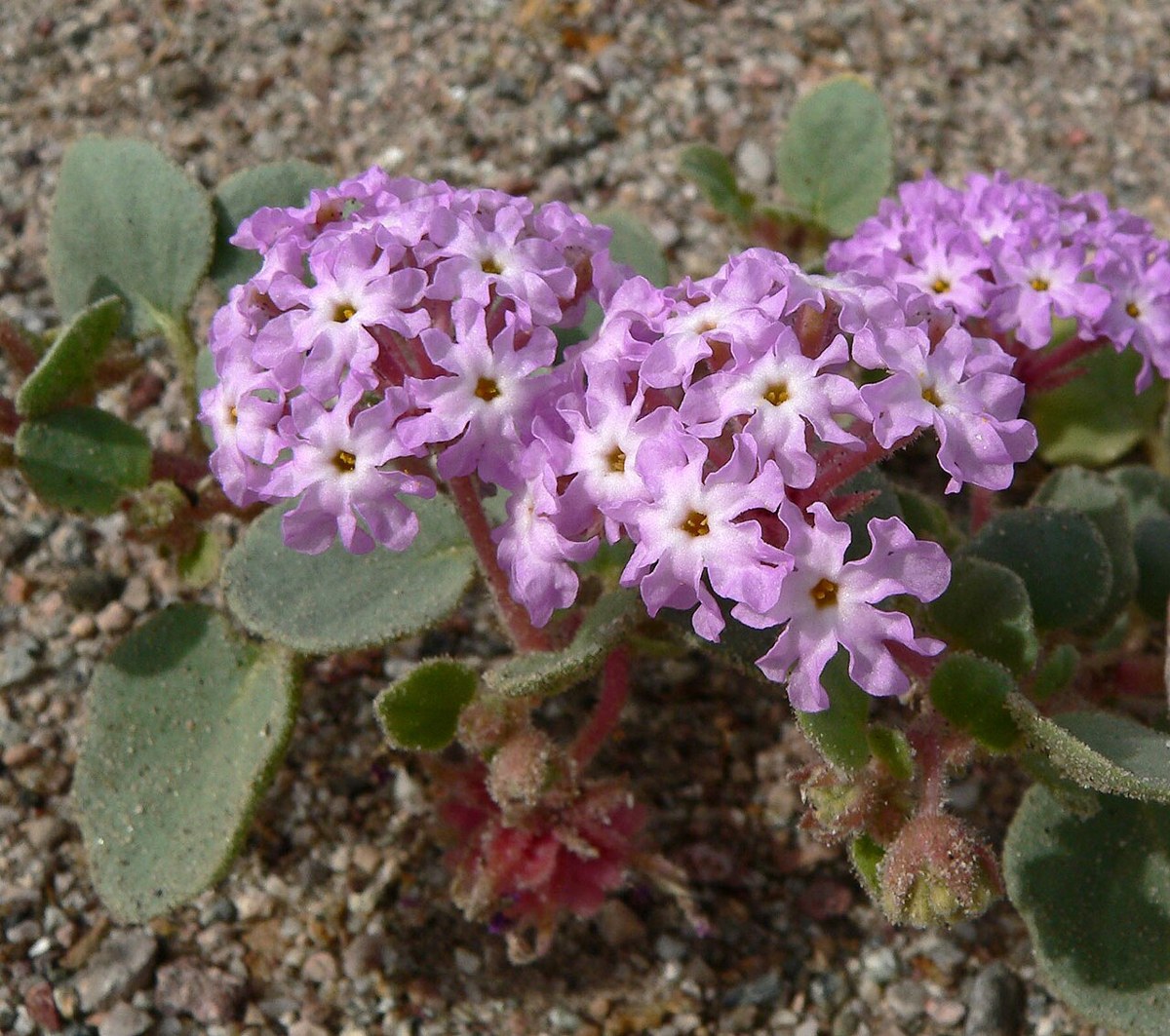 Desert Sand Verbena (Abronia villosa) - PlantNative.org Close-up of desert sand verbena (Abronia villosa) flower cluster showing sticky, fleshy leaves and tubular pink flowers with pale throats