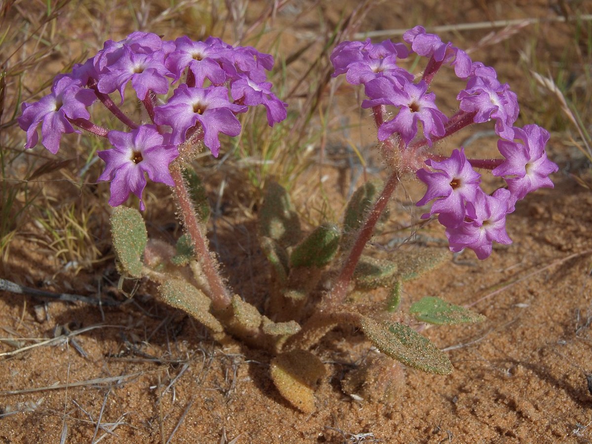 Desert Sand Verbena (Abronia villosa) - PlantNative.org Desert sand verbena (Abronia villosa) plant growing low in open desert sand with sticky reddish stems and clustered pink flowers