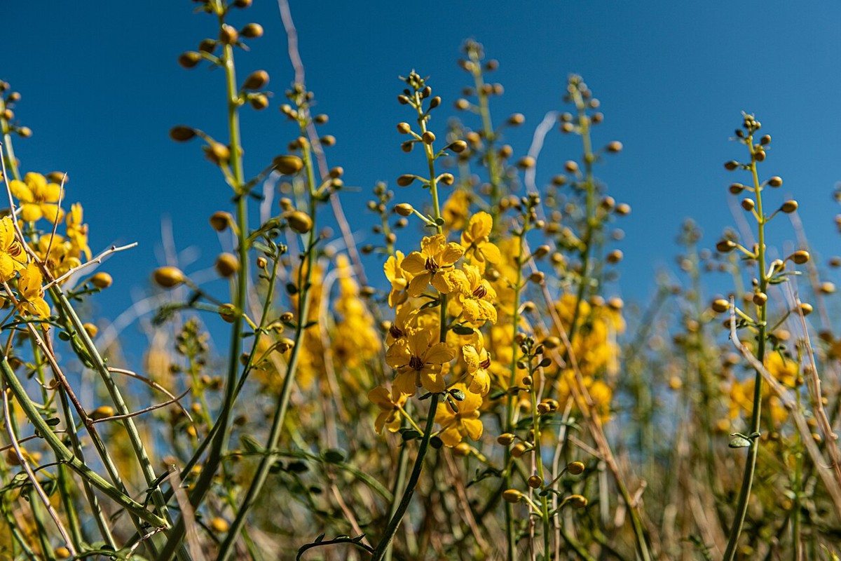 Desert Senna (Senna armata) - PlantNative.org Close-up of desert senna (Senna armata) flower clusters showing five yellow petals on leafless spiny green stems