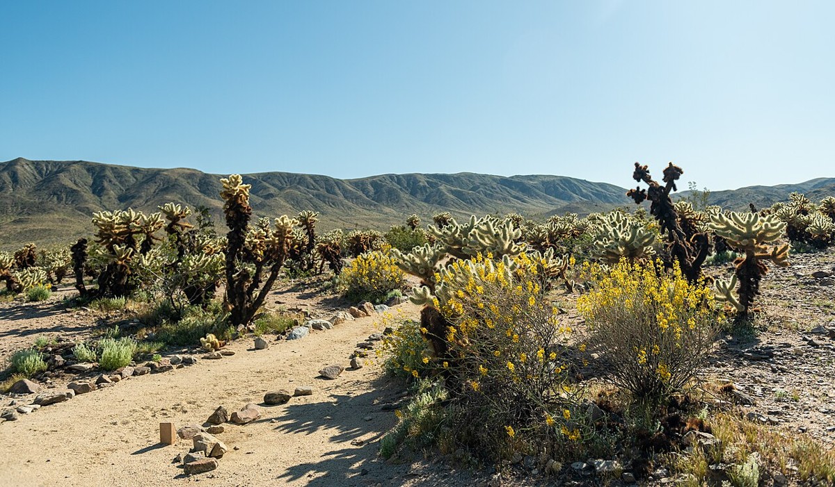 Desert Senna (Senna armata) - PlantNative.org Desert senna (Senna armata) growing in its native habitat among cholla cactus with desert mountains in the background
