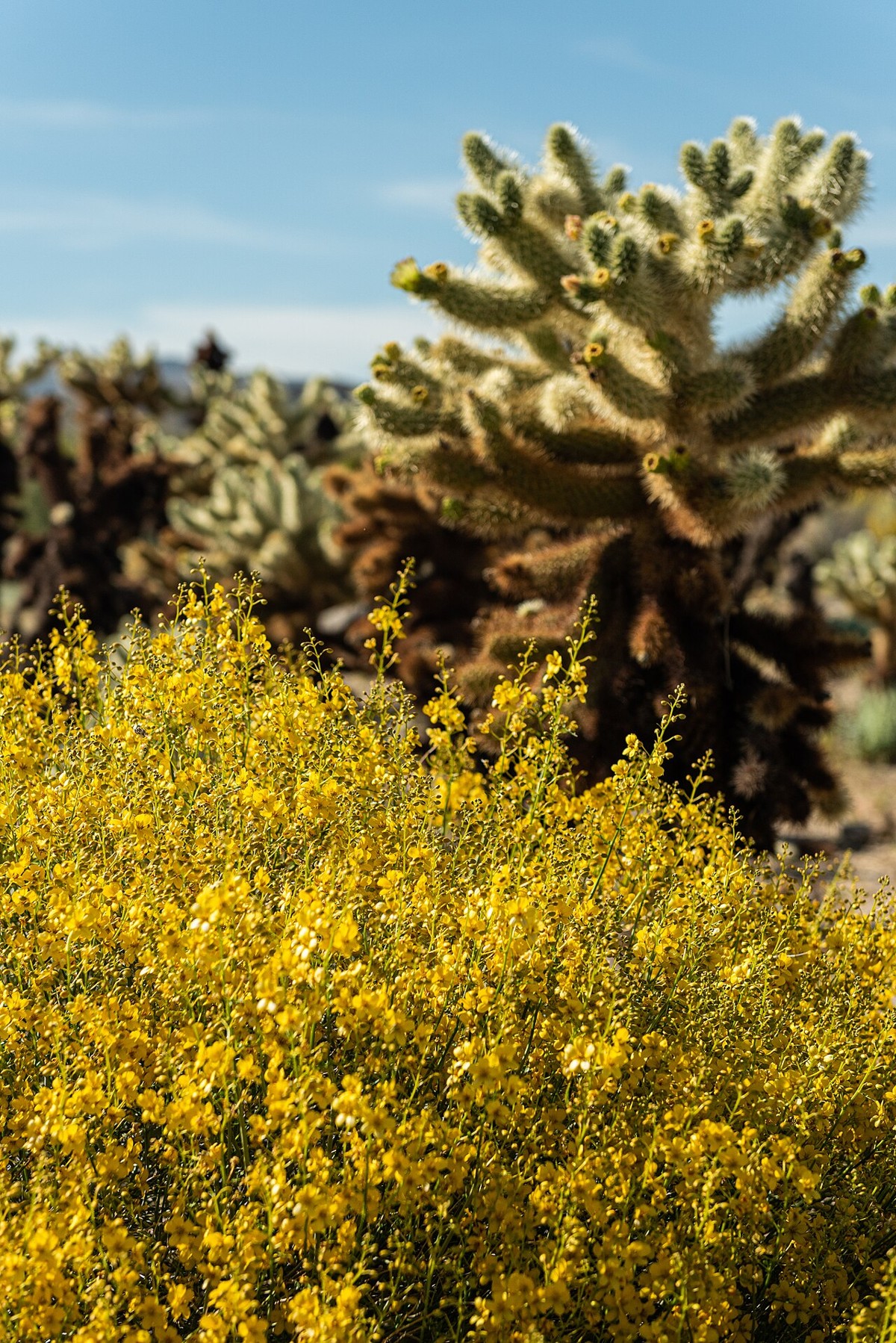 Desert Senna (Senna armata) - PlantNative.org Desert senna (Senna armata) shrub covered in bright yellow flowers growing beside cholla cactus in Joshua Tree National Park, California