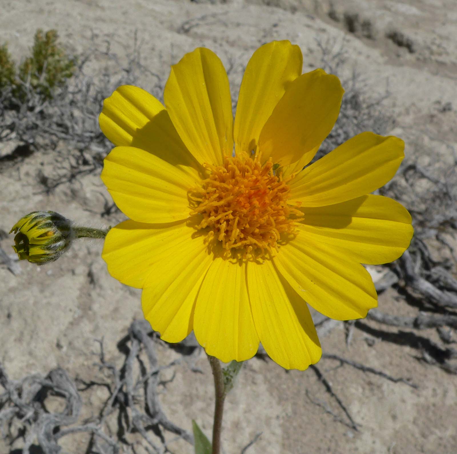 Desert Sunflower (Geraea canescens) - PlantNative.org Close-up of a single desert sunflower (Geraea canescens) flower showing bright yellow ray petals and orange-yellow disc florets