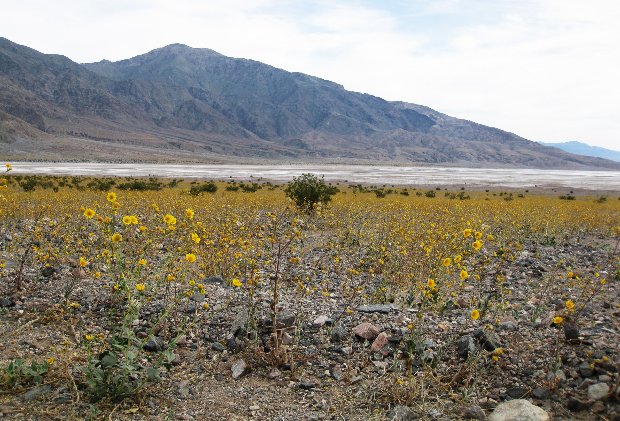 Desert Sunflower (Geraea canescens) - PlantNative.org Field of desert sunflower (Geraea canescens) flowering in Death Valley with a salt flat and mountains in the background