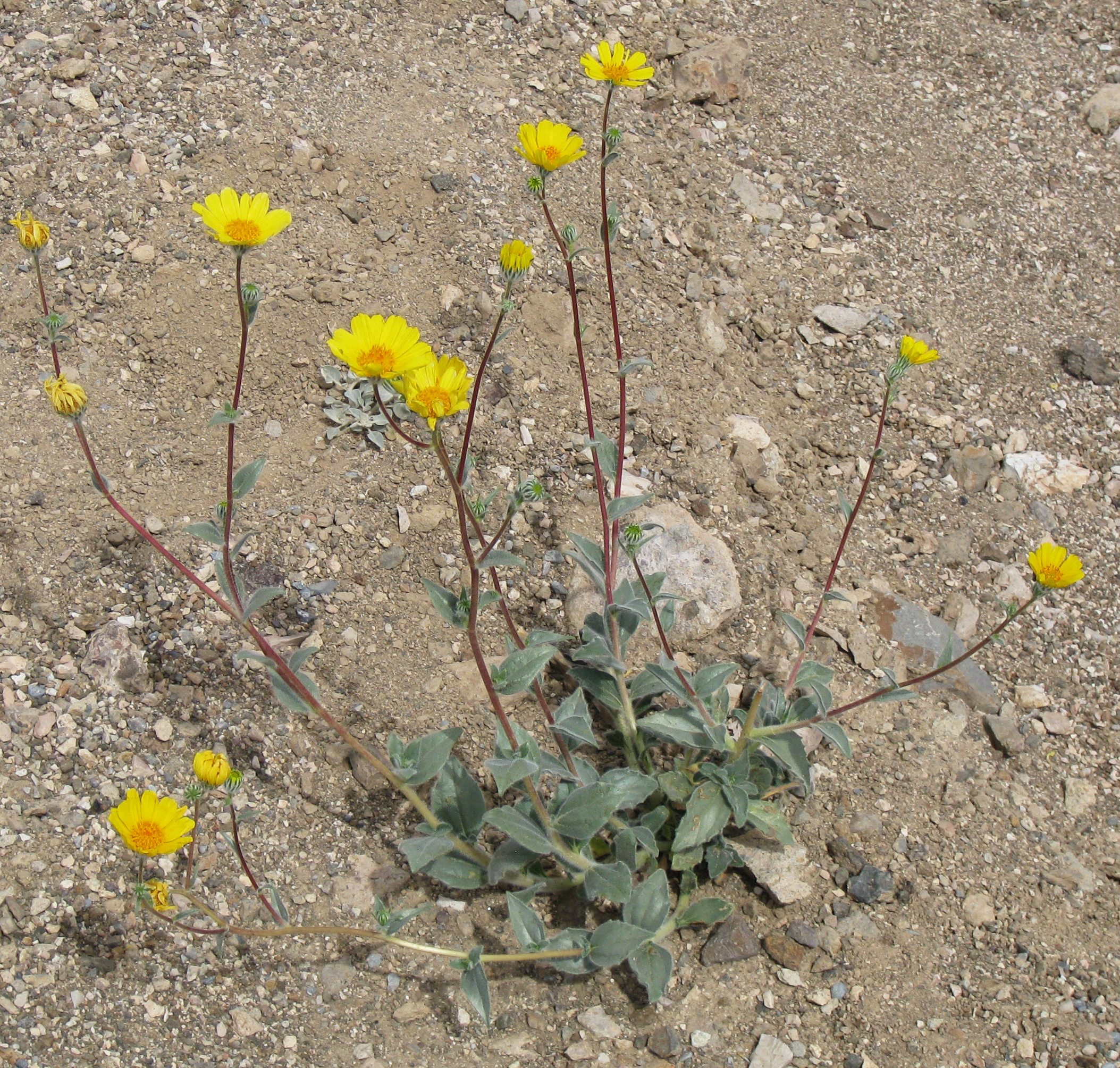 Desert Sunflower (Geraea canescens) - PlantNative.org Desert sunflower (Geraea canescens) plant with silvery-gray leaves and several bright yellow daisy-like flowers growing in gravelly desert soil