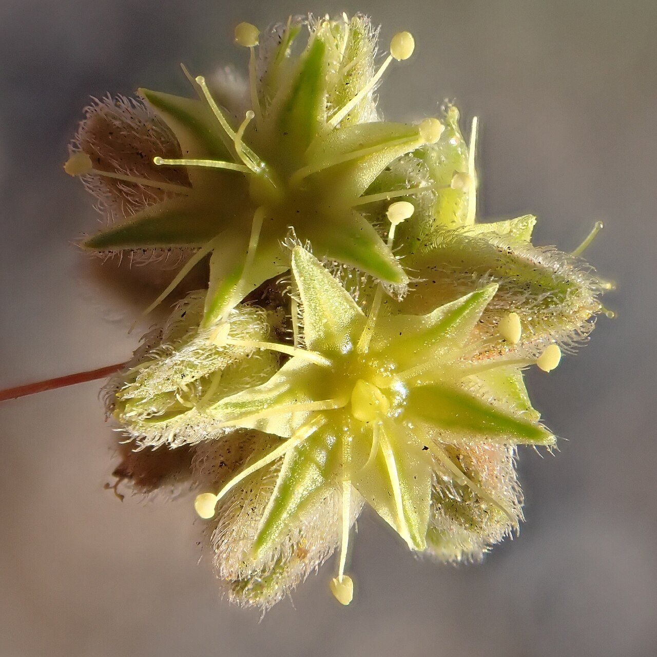 Extreme close-up of tiny pale yellow-green desert trumpet flowers with slender protruding stamens