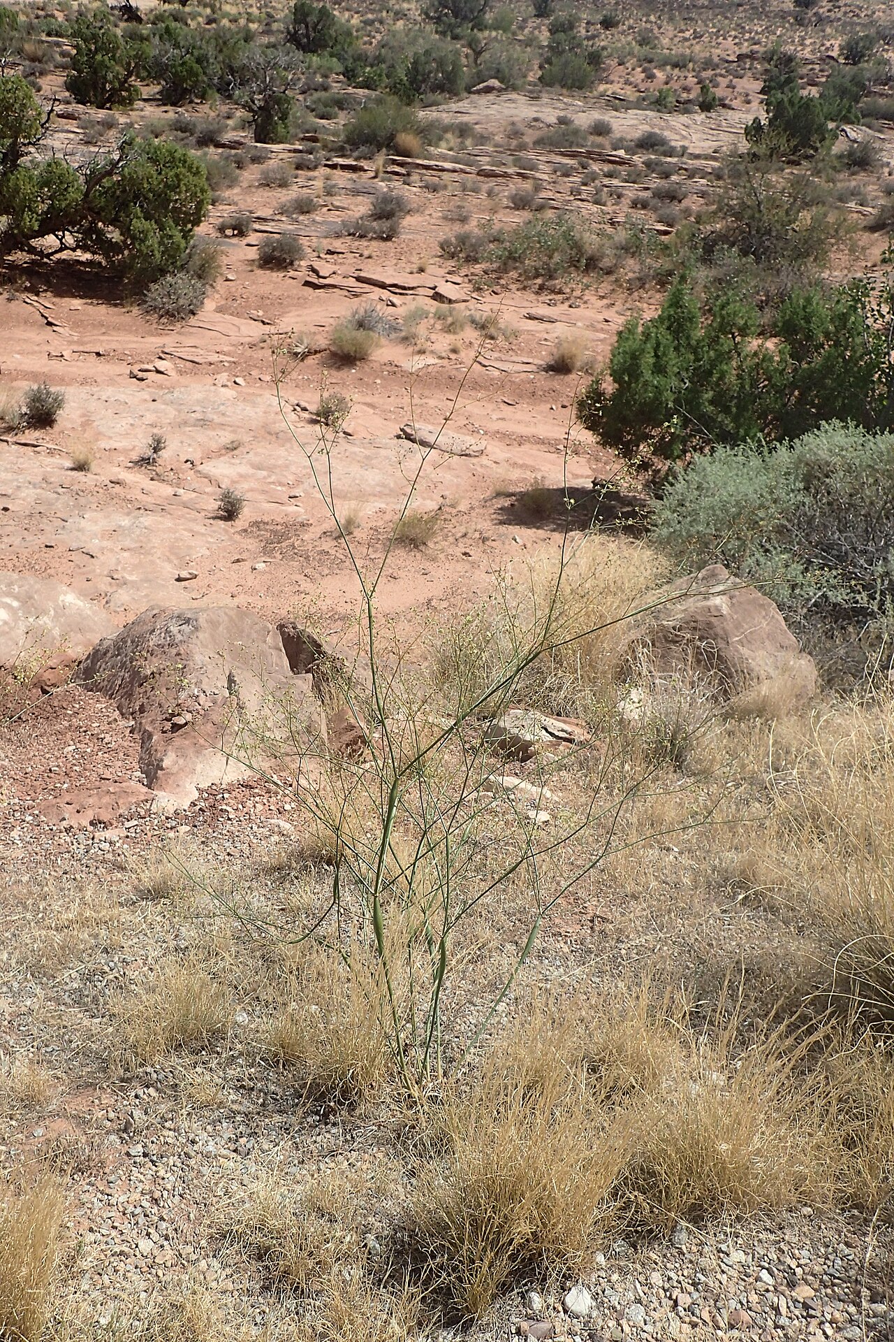 Desert trumpet growing in rocky red-rock desert habitat near junipers in Arches National Park, Utah