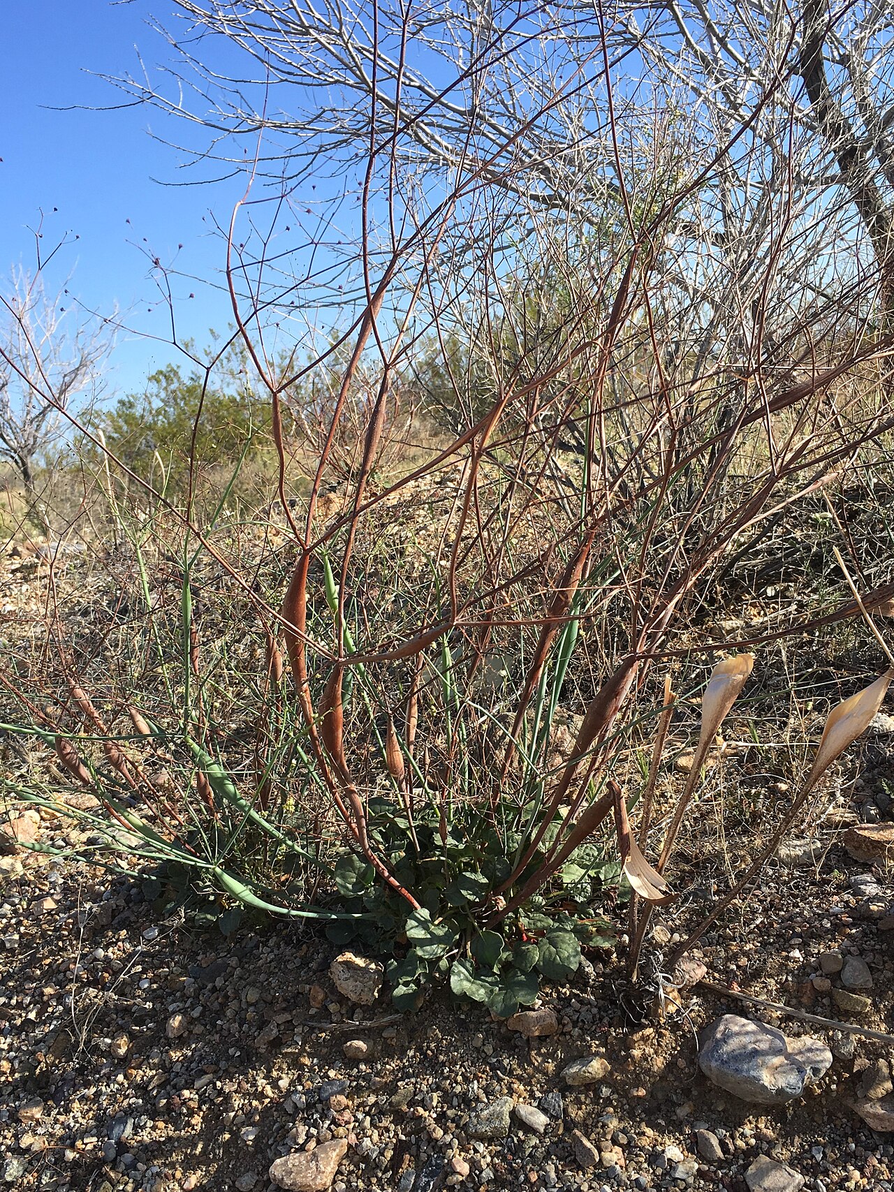 Desert trumpet (Eriogonum inflatum) plant showing its distinctive swollen, inflated stems rising above a sparse basal leaf rosette in desert scrub