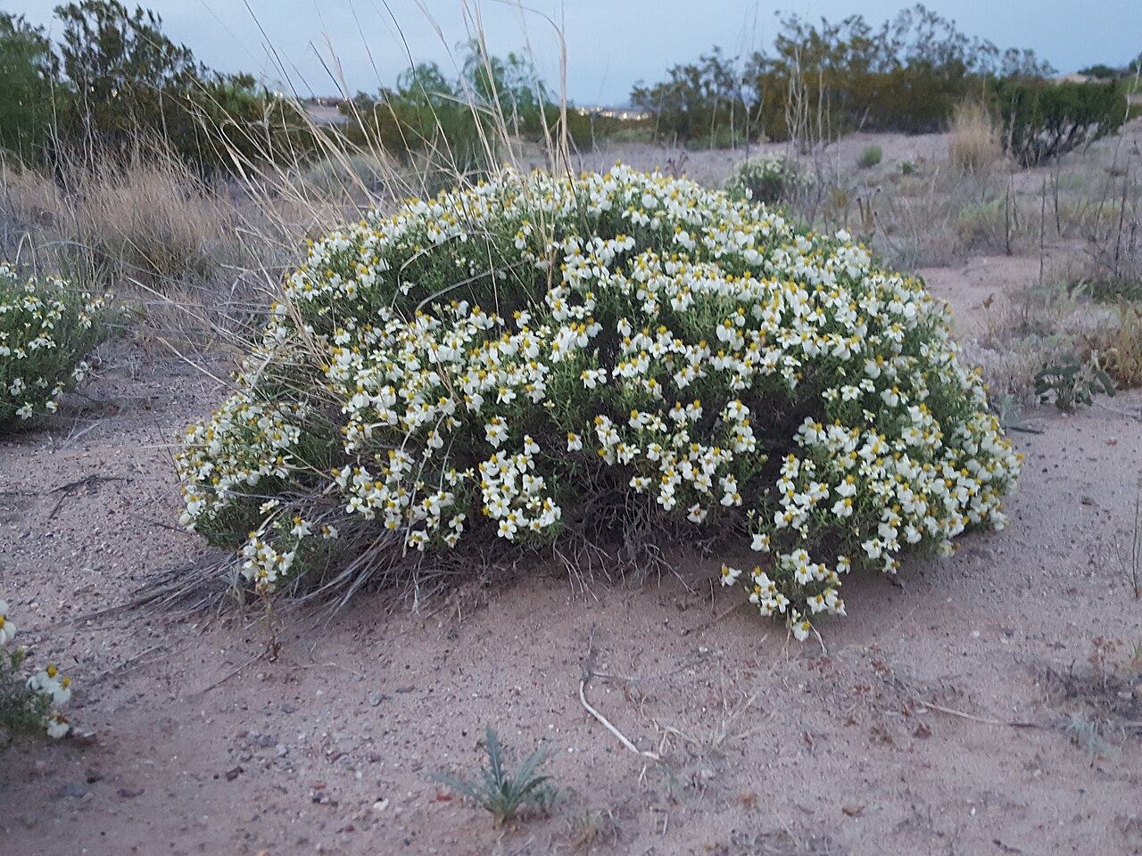 Desert Zinnia (Zinnia acerosa) - PlantNative.org Desert zinnia (Zinnia acerosa) low mounded subshrub covered in small white daisy-like flowers growing on bare desert gravel