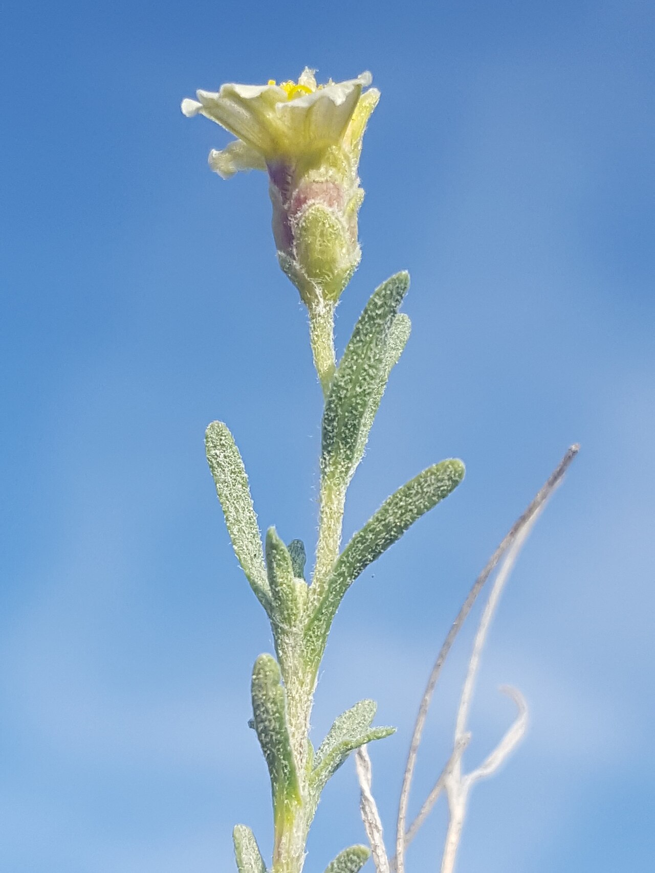 Desert Zinnia (Zinnia acerosa) - PlantNative.org Close-up of a single Desert Zinnia (Zinnia acerosa) flower head with white ray florets and a yellow center, showing the narrow needle-like leaves along the stem
