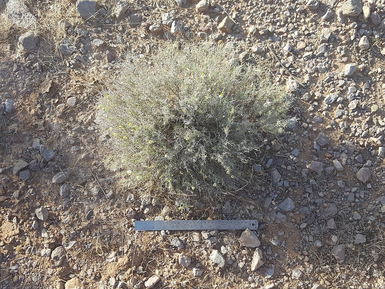 Desert Zinnia (Zinnia acerosa) - PlantNative.org Desert zinnia (Zinnia acerosa) low rounded plant photographed from above next to a ruler for scale, showing its compact mounding form