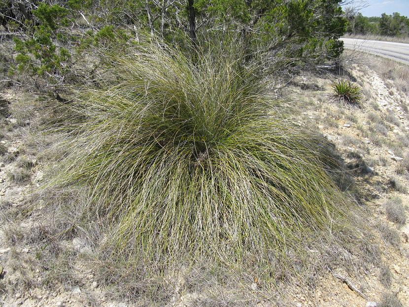 Mounded clump of Devil's Shoestring (Nolina lindheimeriana) with fine, wiry, grasslike leaves growing on a rocky roadside bank in the Texas Edwards Plateau