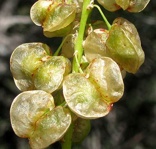Close-up of the papery, three-lobed winged seed capsules of Devil's Shoestring (Nolina lindheimeriana)