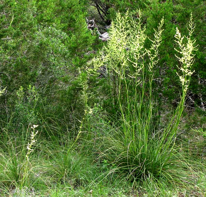 Flowering stalks of Devil's Shoestring (Nolina lindheimeriana) rising above wiry foliage in Edwards Plateau woodland habitat
