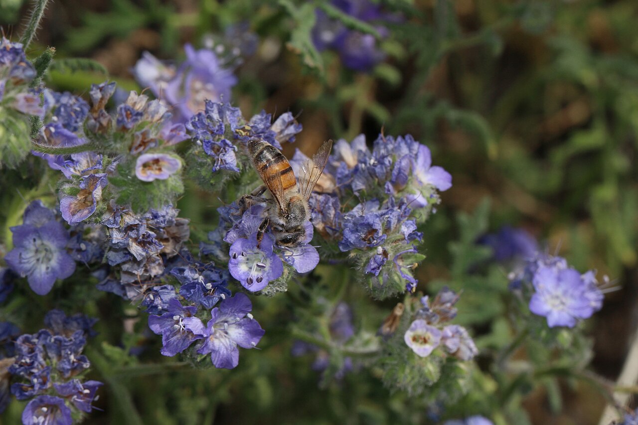 Distant Phacelia (Phacelia distans) - PlantNative.org Honeybee foraging on distant phacelia flowers
