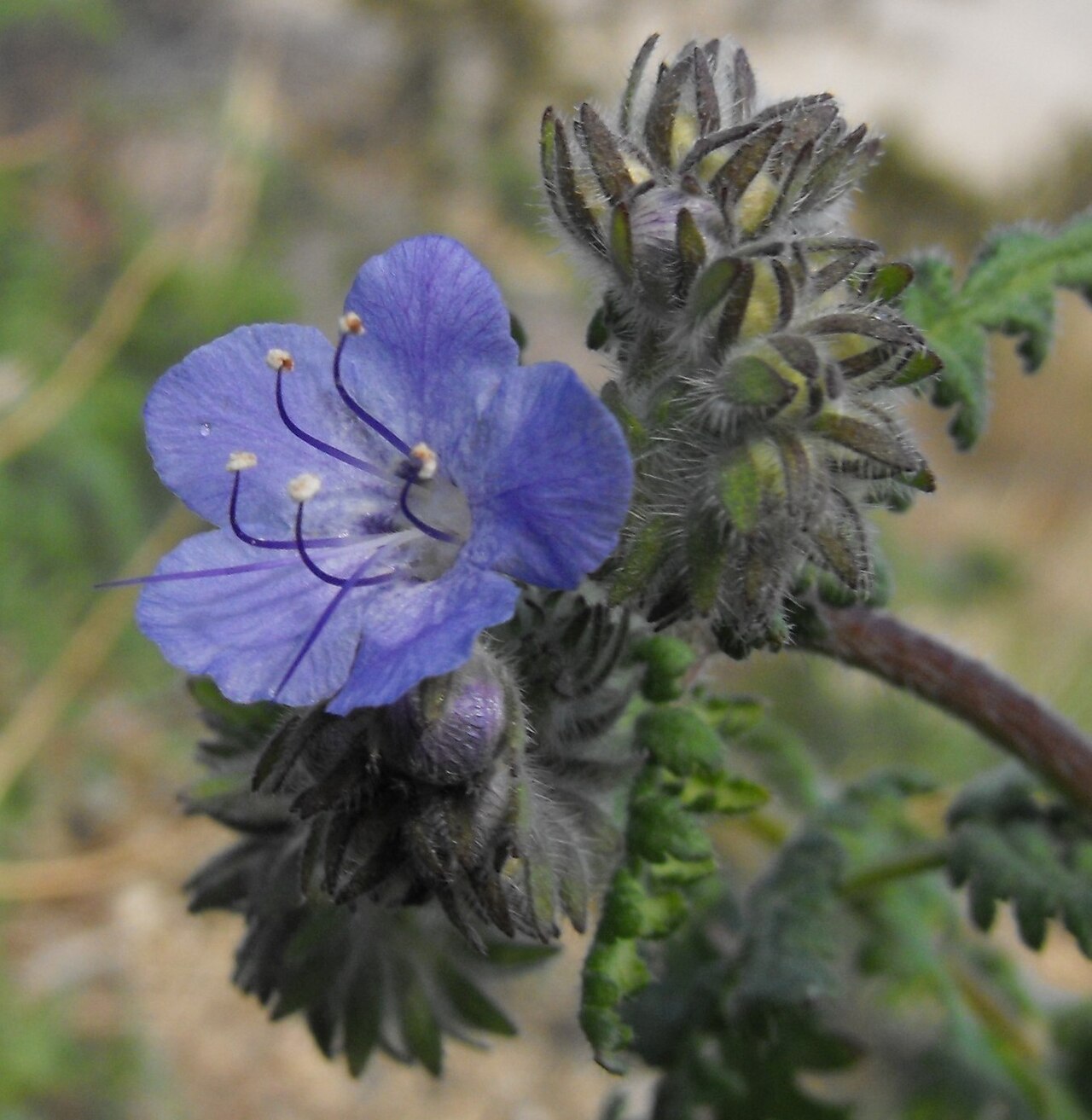 Distant Phacelia (Phacelia distans) - PlantNative.org Close-up of a distant phacelia flower and coiled flower buds showing the scorpioid cyme