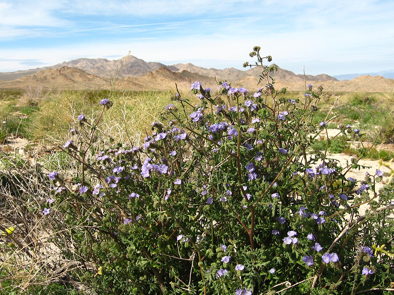 Distant Phacelia (Phacelia distans)