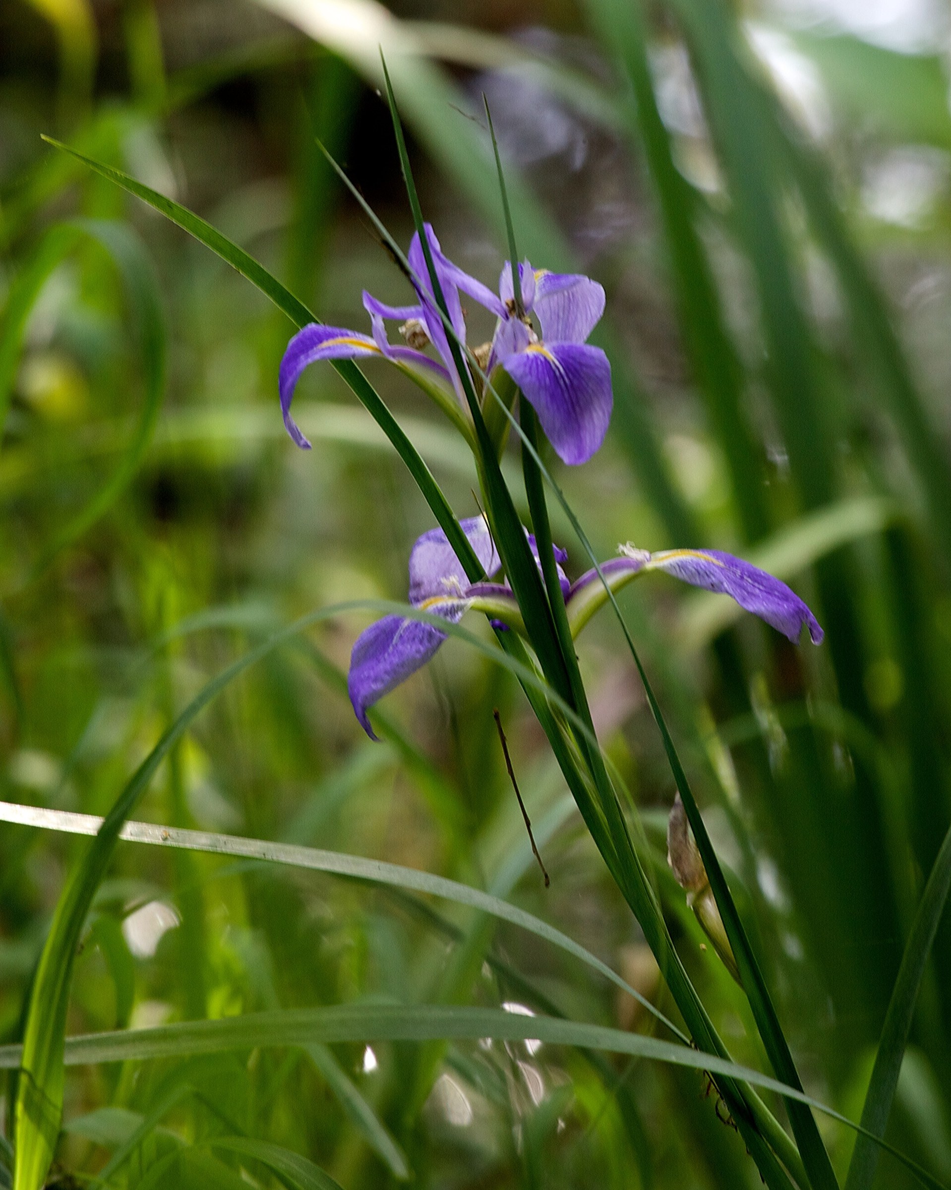 Dixie Iris (Iris hexagona) - PlantNative.org A cluster of Dixie Iris flowers and grass-like leaves growing in wetland vegetation