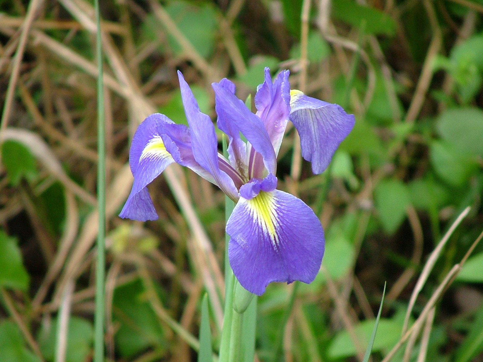 Dixie Iris (Iris hexagona) - PlantNative.org Close-up of a single Dixie Iris flower showing the yellow signal patch on the drooping falls