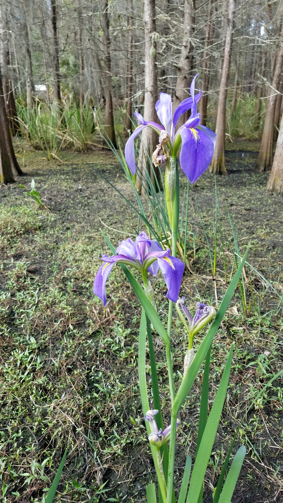 Dixie Iris (Iris hexagona) - PlantNative.org Dixie Iris (Iris hexagona) blooming at the edge of a cypress swamp in central Florida