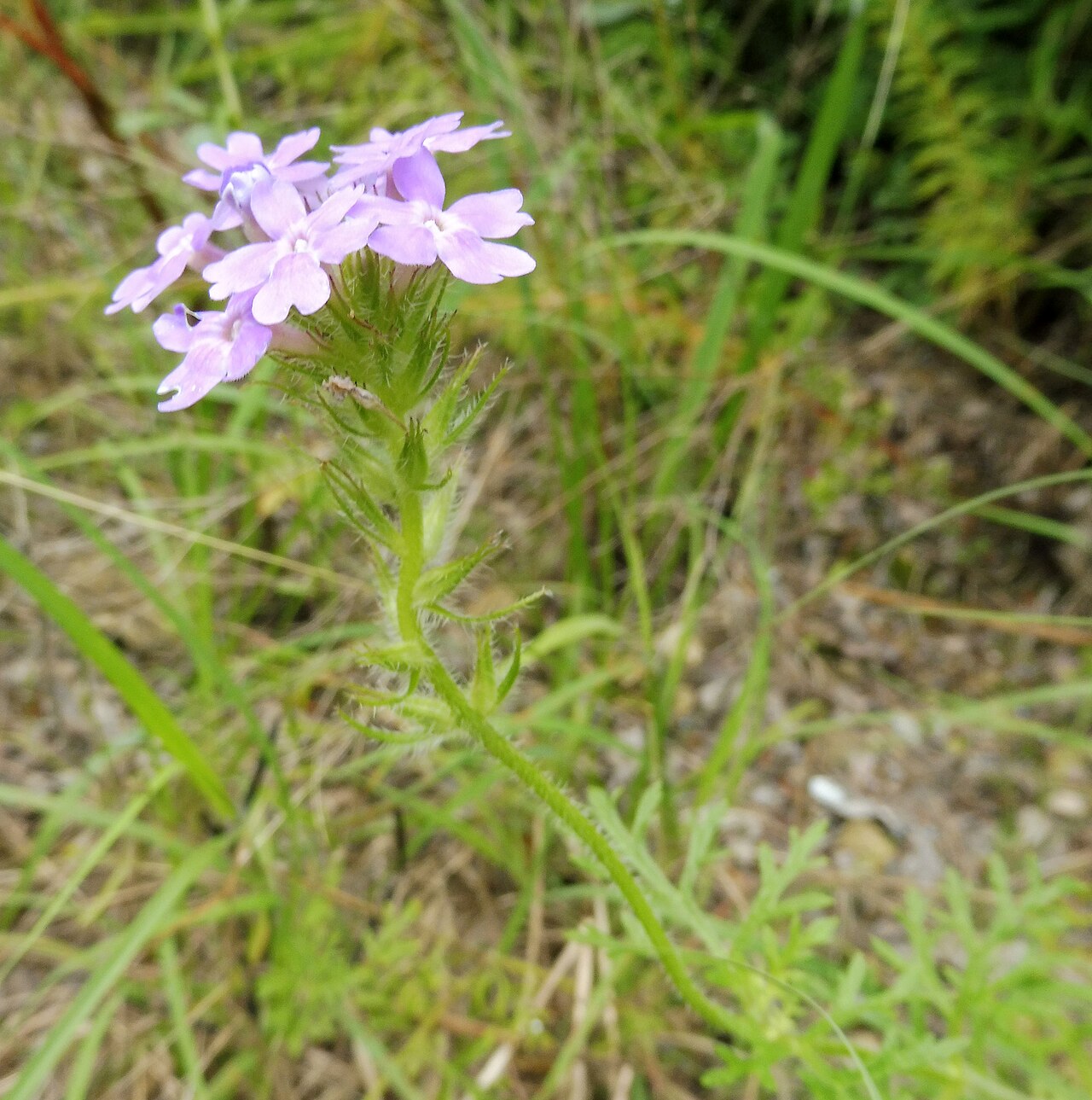 Dakota Mock Vervain (Glandularia bipinnatifida) - PlantNative.org Dakota Mock Vervain growing in dry rocky prairie habitat in Ellis County, Texas, with finely divided leaves visible