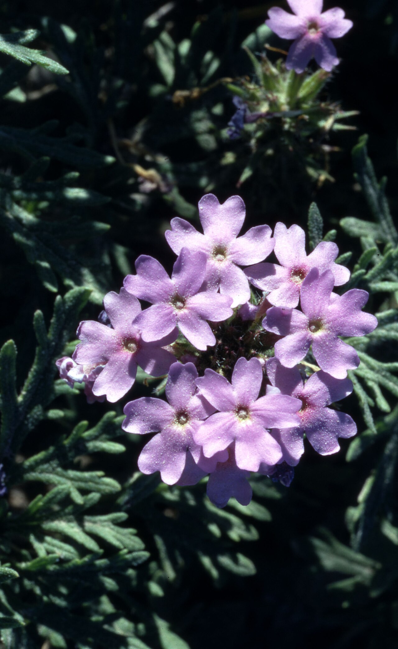 Dakota Mock Vervain (Glandularia bipinnatifida) - PlantNative.org Dakota Mock Vervain (Glandularia bipinnatifida) rounded cluster of pink-lavender flowers over finely divided foliage