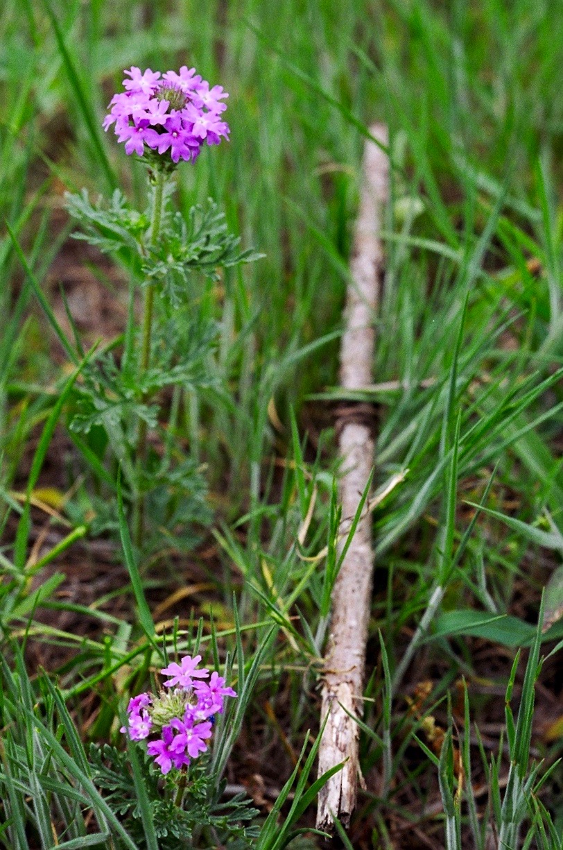 Dakota Mock Vervain (Glandularia bipinnatifida) - PlantNative.org Close-up of Dakota Mock Vervain flowering stems with pinnatifid leaves and rounded flower clusters