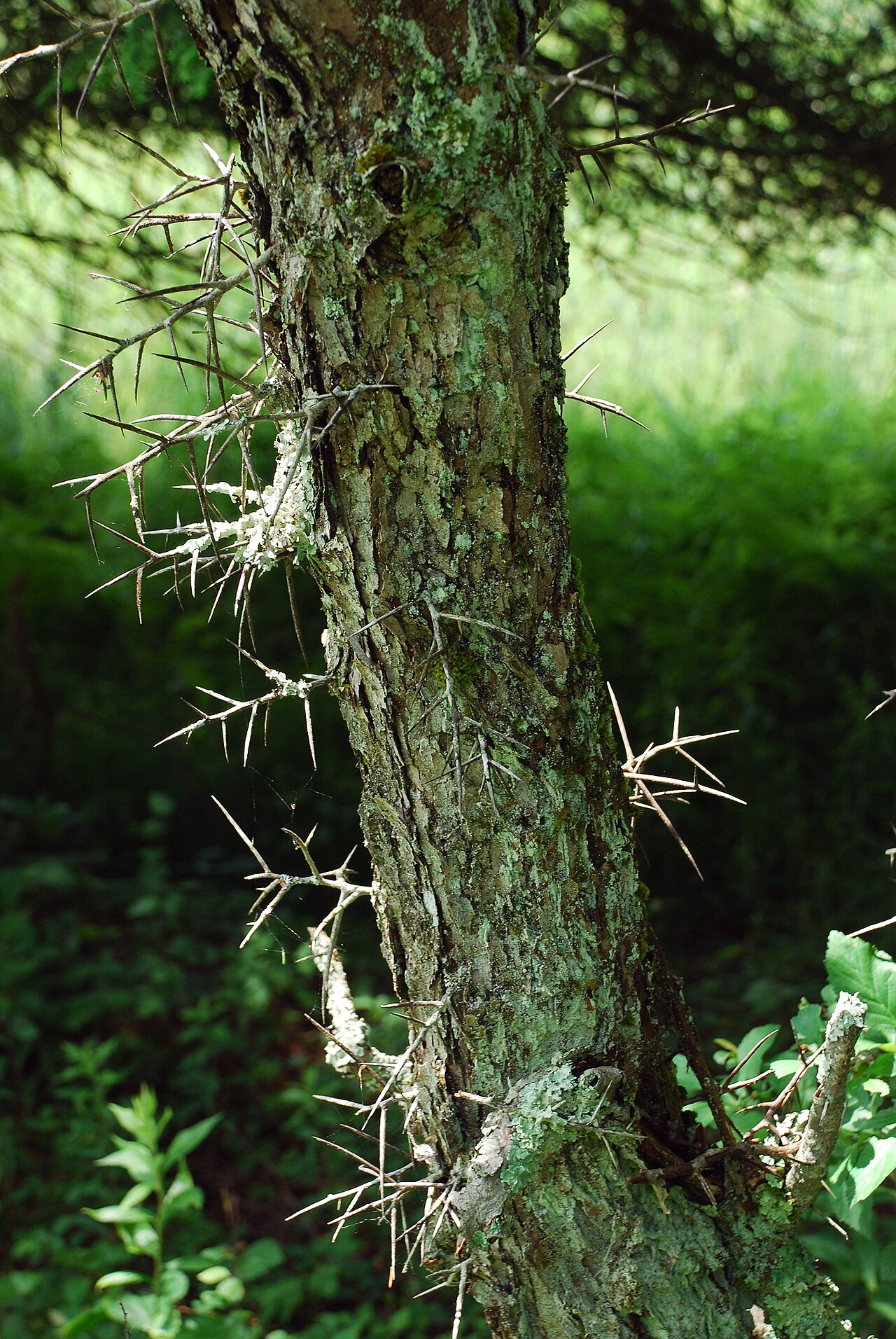 Dotted Hawthorn (Crataegus punctata) - PlantNative.org Close-up of Dotted Hawthorn (Crataegus punctata) pale gray, lichen-covered bark and long straight thorns on the trunk