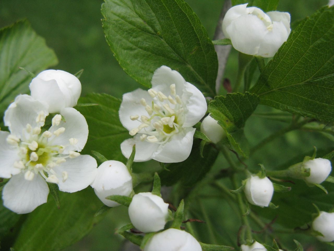 Dotted Hawthorn (Crataegus punctata) - PlantNative.org Dotted Hawthorn (Crataegus punctata) branch covered in clusters of white five-petaled flowers with cream-colored stamens, growing wild in Ontario near the Great Lakes region