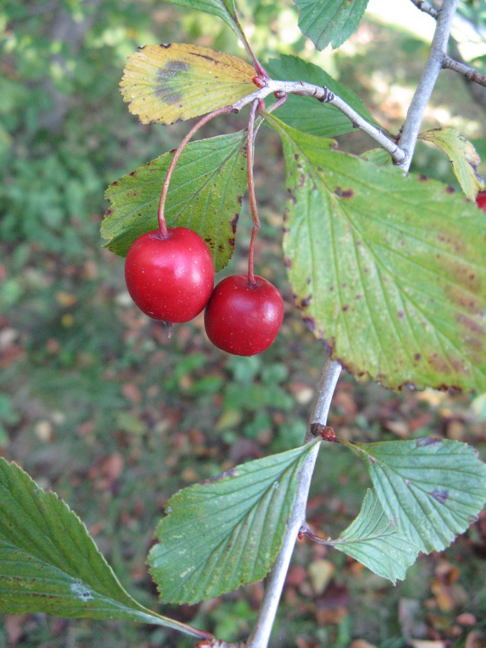 Dotted Hawthorn (Crataegus punctata) - PlantNative.org Ripe red fruit of Dotted Hawthorn (Crataegus punctata) hanging from a branch with autumn-colored leaves