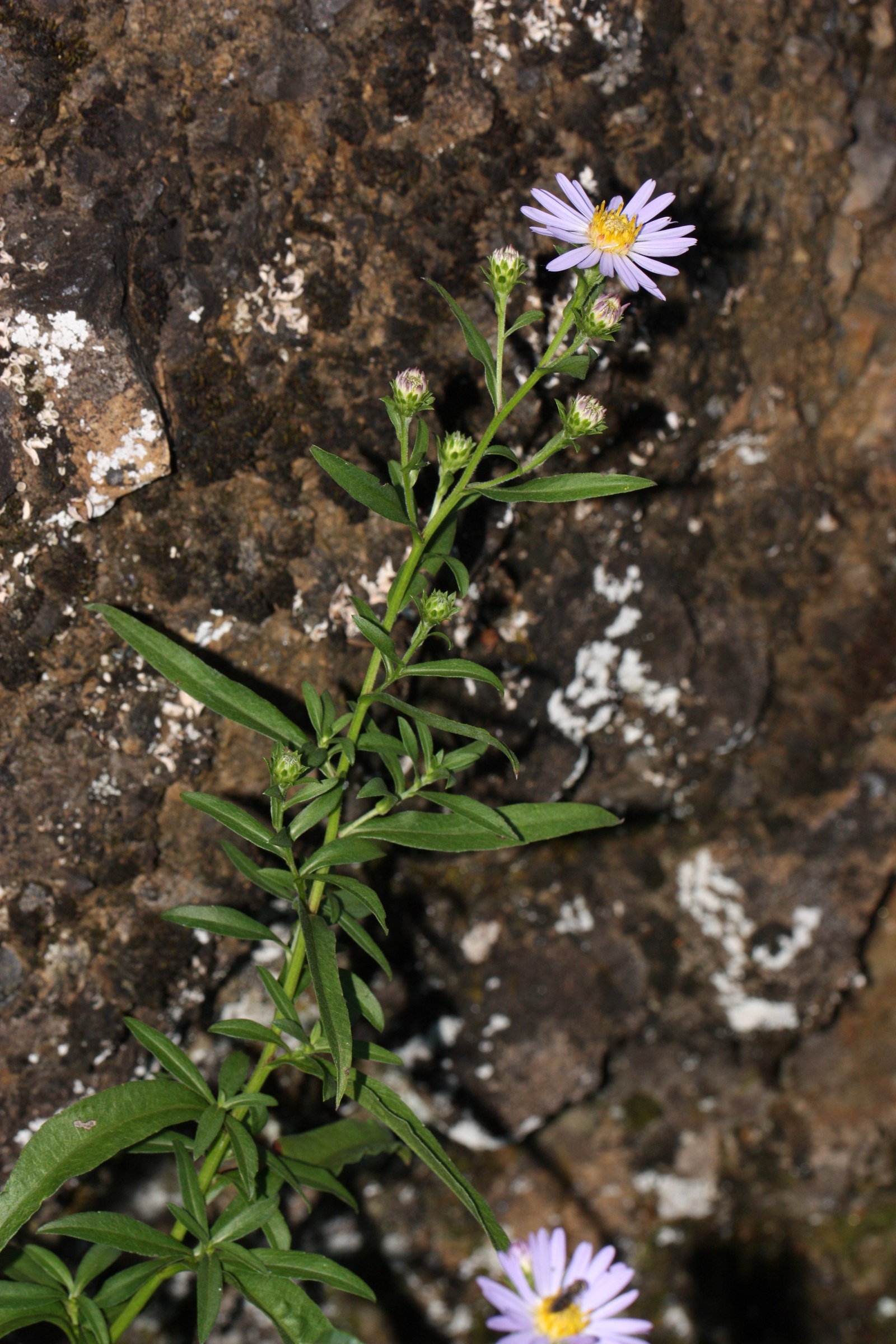 Douglas Aster (Symphyotrichum subspicatum) - PlantNative.org Douglas aster (Symphyotrichum subspicatum) violet flower with yellow center growing against a lichen-covered rock
