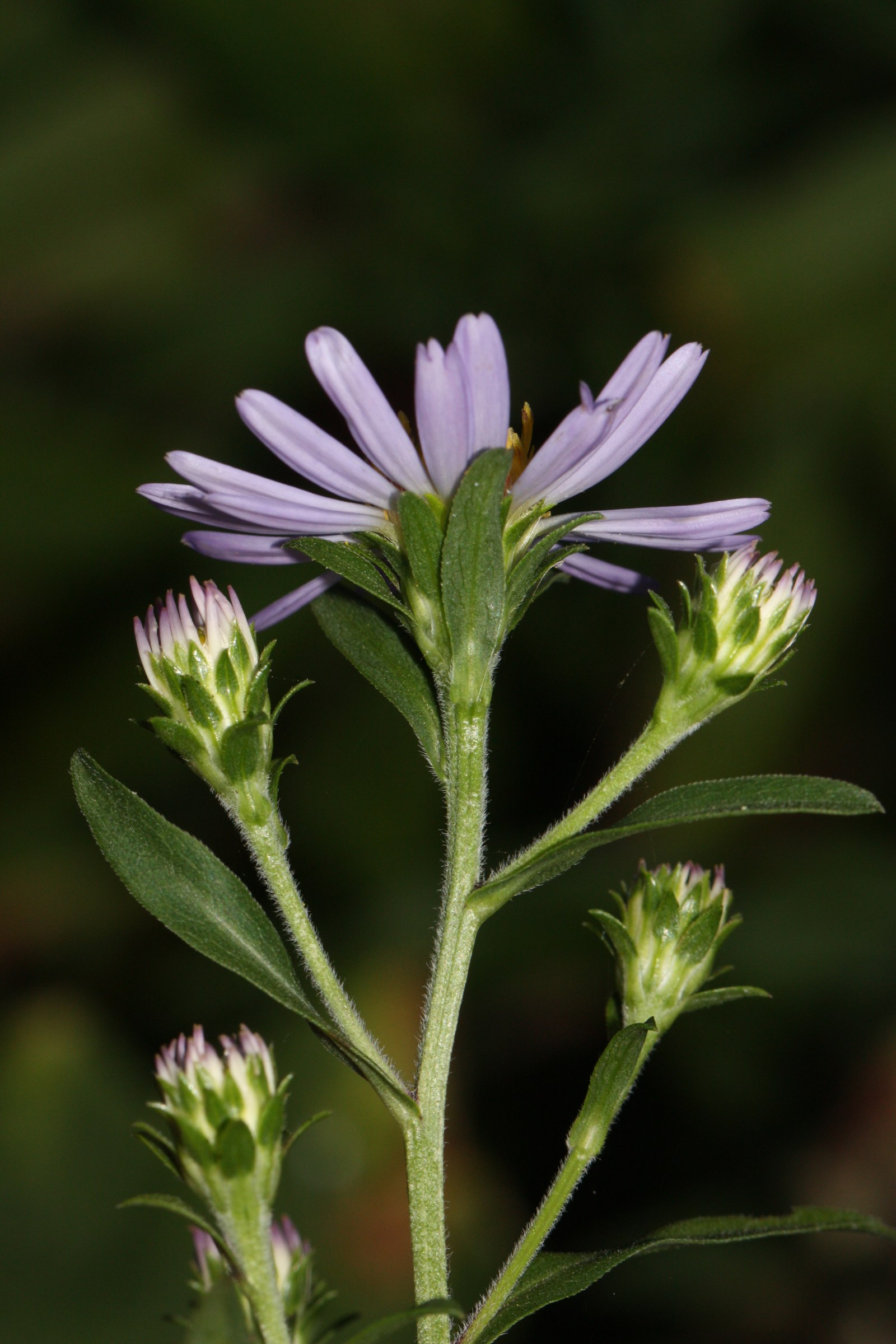 Douglas Aster (Symphyotrichum subspicatum) - PlantNative.org Close-up of Douglas aster hairy stem with opening violet flower buds and lance-shaped leaves