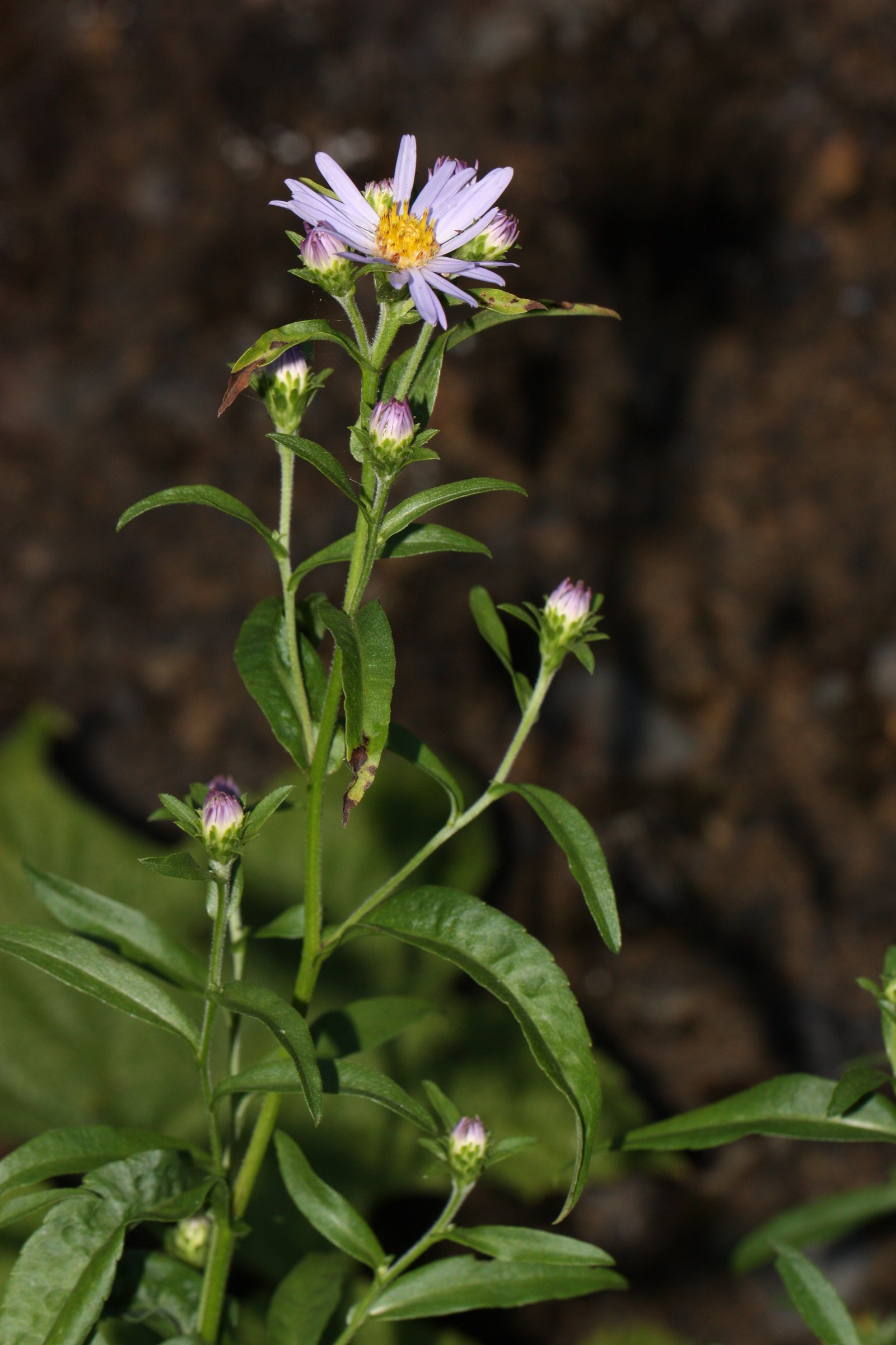 Douglas Aster (Symphyotrichum subspicatum) - PlantNative.org Douglas aster stem with lance-shaped leaves and multiple violet flower buds opening into bloom