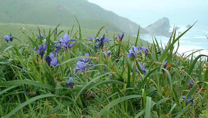 Douglas Iris (Iris douglasiana) - PlantNative.org Douglas iris (Iris douglasiana) in bloom on a grassy coastal bluff above the Pacific Ocean at Point Reyes, California