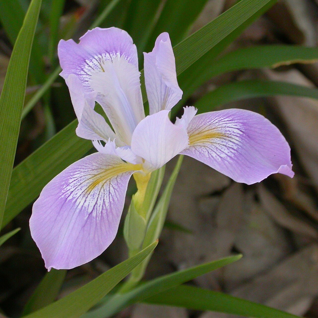 Douglas Iris (Iris douglasiana) - PlantNative.org Close-up of a single Douglas iris (Iris douglasiana) flower showing pale lavender petals with purple veining and a yellow throat signal