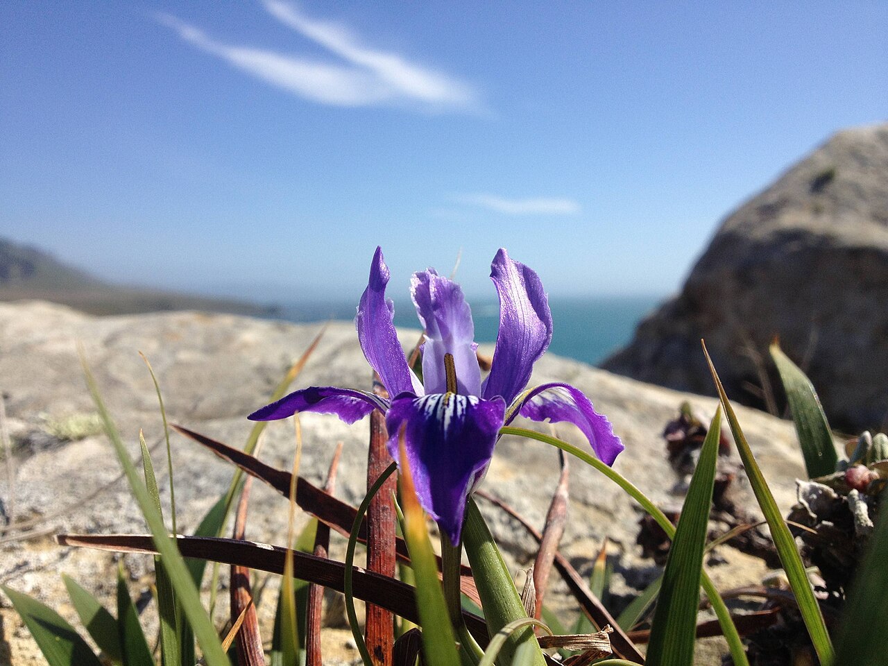 Douglas Iris (Iris douglasiana) - PlantNative.org Douglas iris (Iris douglasiana) growing from a rock crevice on the California coast near Fort Ross, with the Pacific Ocean in the background