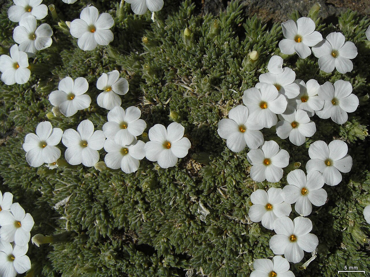 Douglas's Phlox (Phlox douglasii) - PlantNative.org Close-up of Douglas's Phlox (Phlox douglasii) showing rounded white petal lobes and the dense cushion of needle-like foliage, near Mount Rose