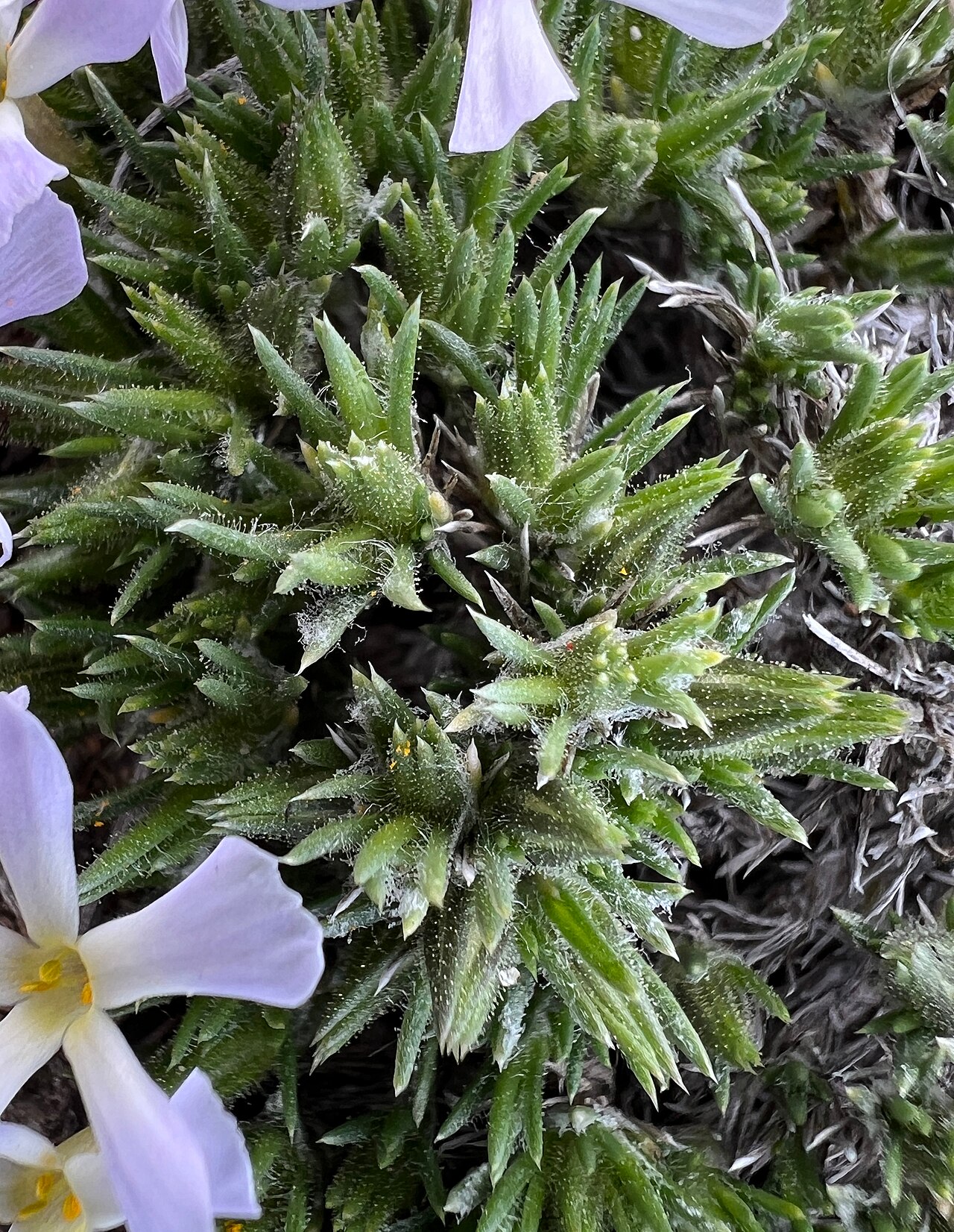 Douglas's Phlox (Phlox douglasii) - PlantNative.org Douglas's Phlox (Phlox douglasii) cushion with needle-like leaves and pale lavender flowers growing in rocky soil near Vantage, Washington