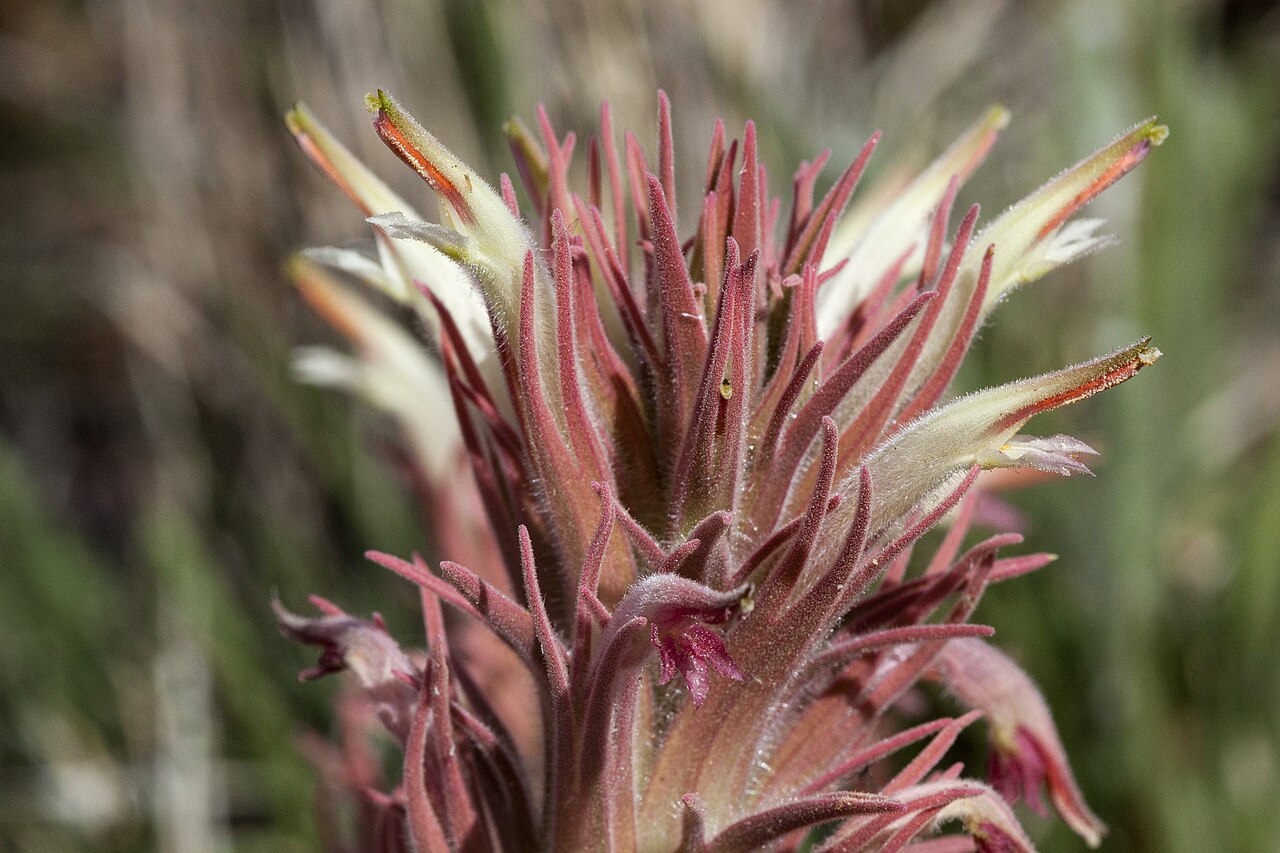 Downy Paintbrush (Castilleja sessiliflora) - PlantNative.org Close-up of downy paintbrush (Castilleja sessiliflora) showing the long curved tubular flowers emerging from pale bracts