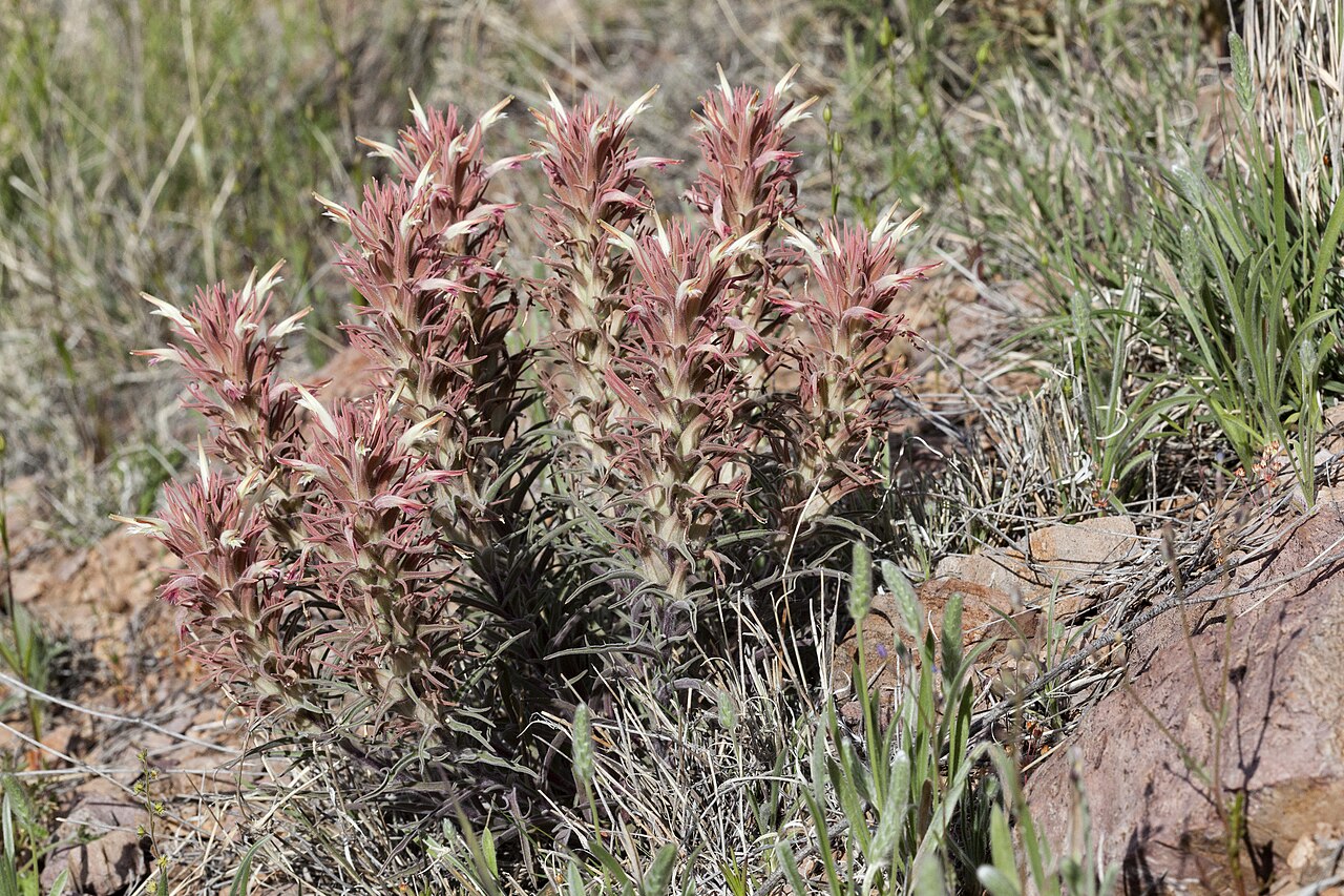 Downy Paintbrush (Castilleja sessiliflora) - PlantNative.org Clump of downy paintbrush (Castilleja sessiliflora) with pale pink and cream flower spikes growing on a rocky slope