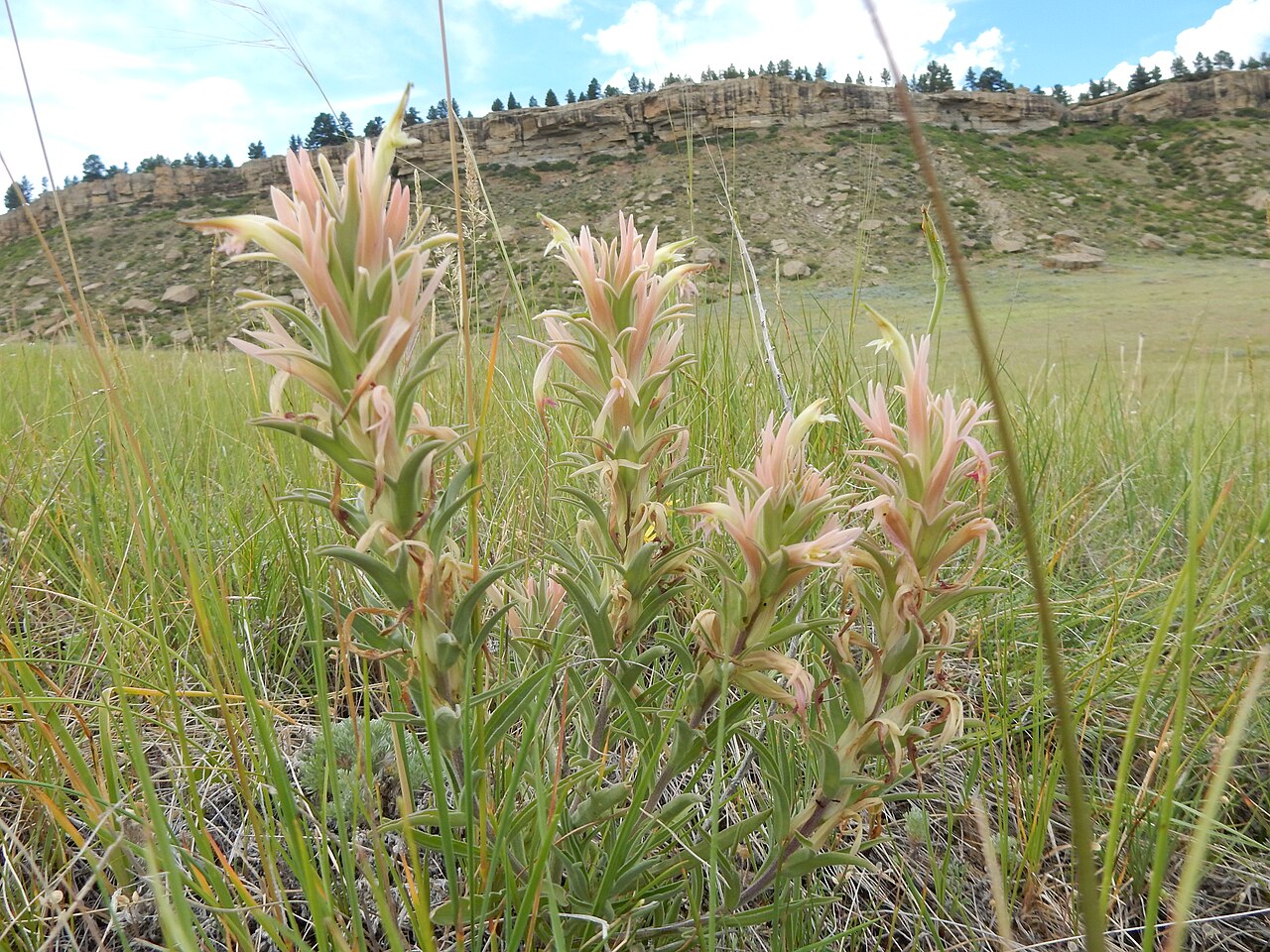 Downy Paintbrush (Castilleja sessiliflora) - PlantNative.org Downy paintbrush (Castilleja sessiliflora) blooming in a grassland with a rocky bluff in the background