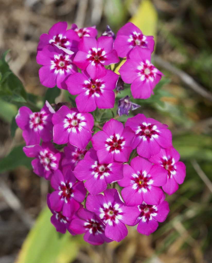 Drummond Phlox (Phlox drummondii) - PlantNative.org A roadside stand of Drummond Phlox blooming in a Texas field along a highway