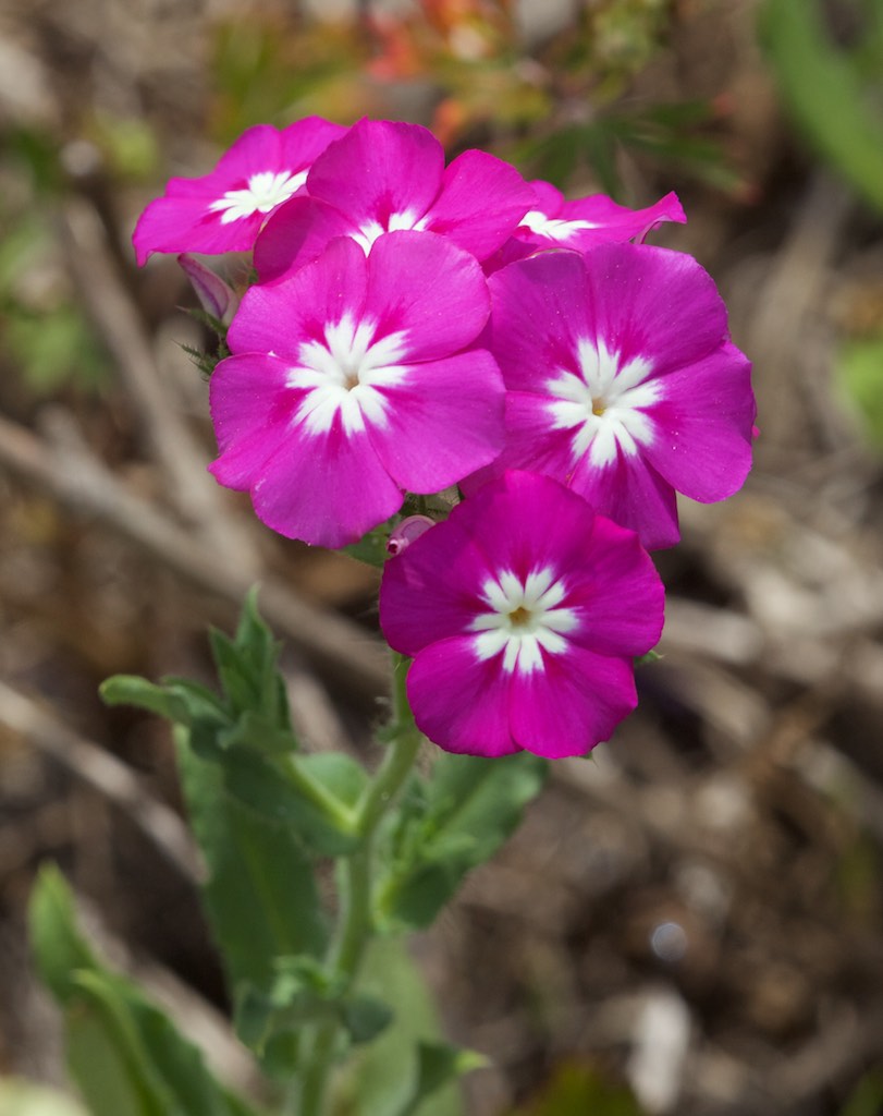 Drummond Phlox (Phlox drummondii) - PlantNative.org Drummond Phlox (Phlox drummondii) cluster of magenta flowers with white star centers